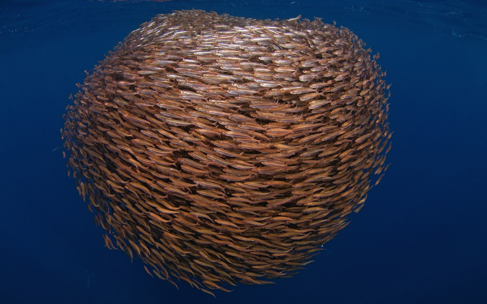 Большой косяк рыбы