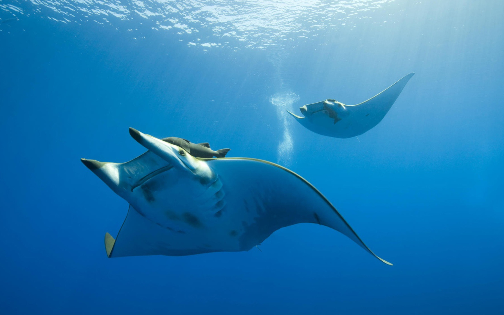 Жизнь океана