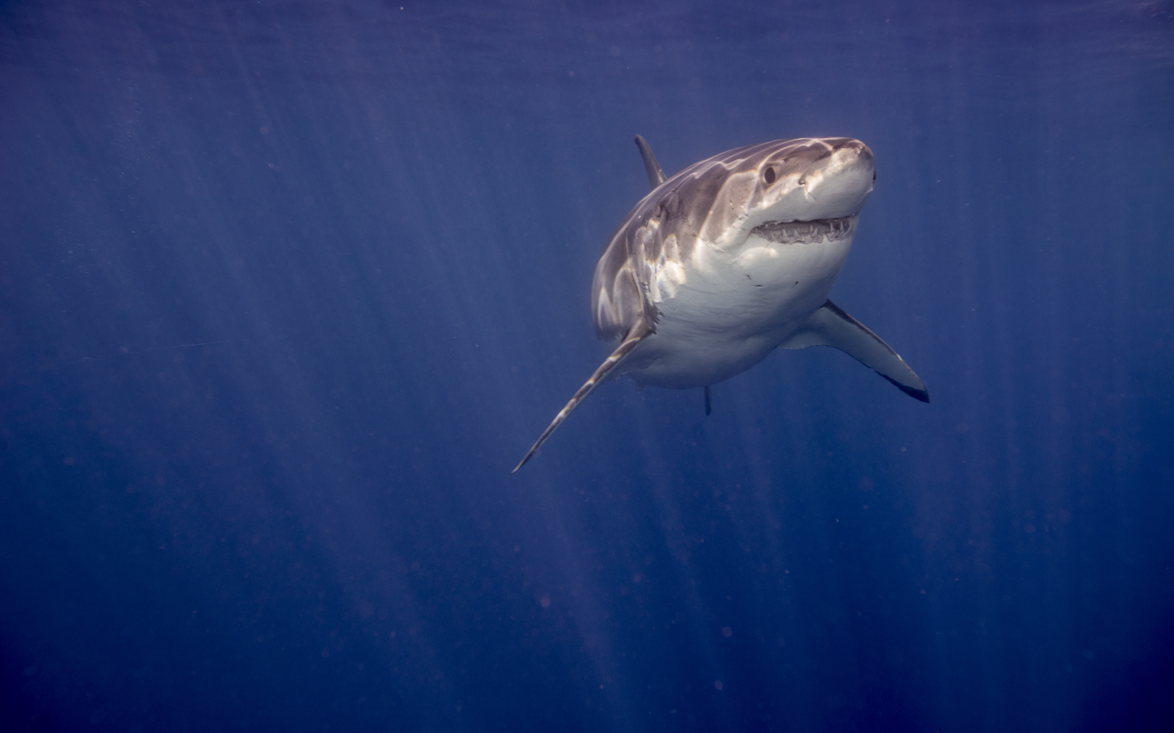 Зубастая акула в воде