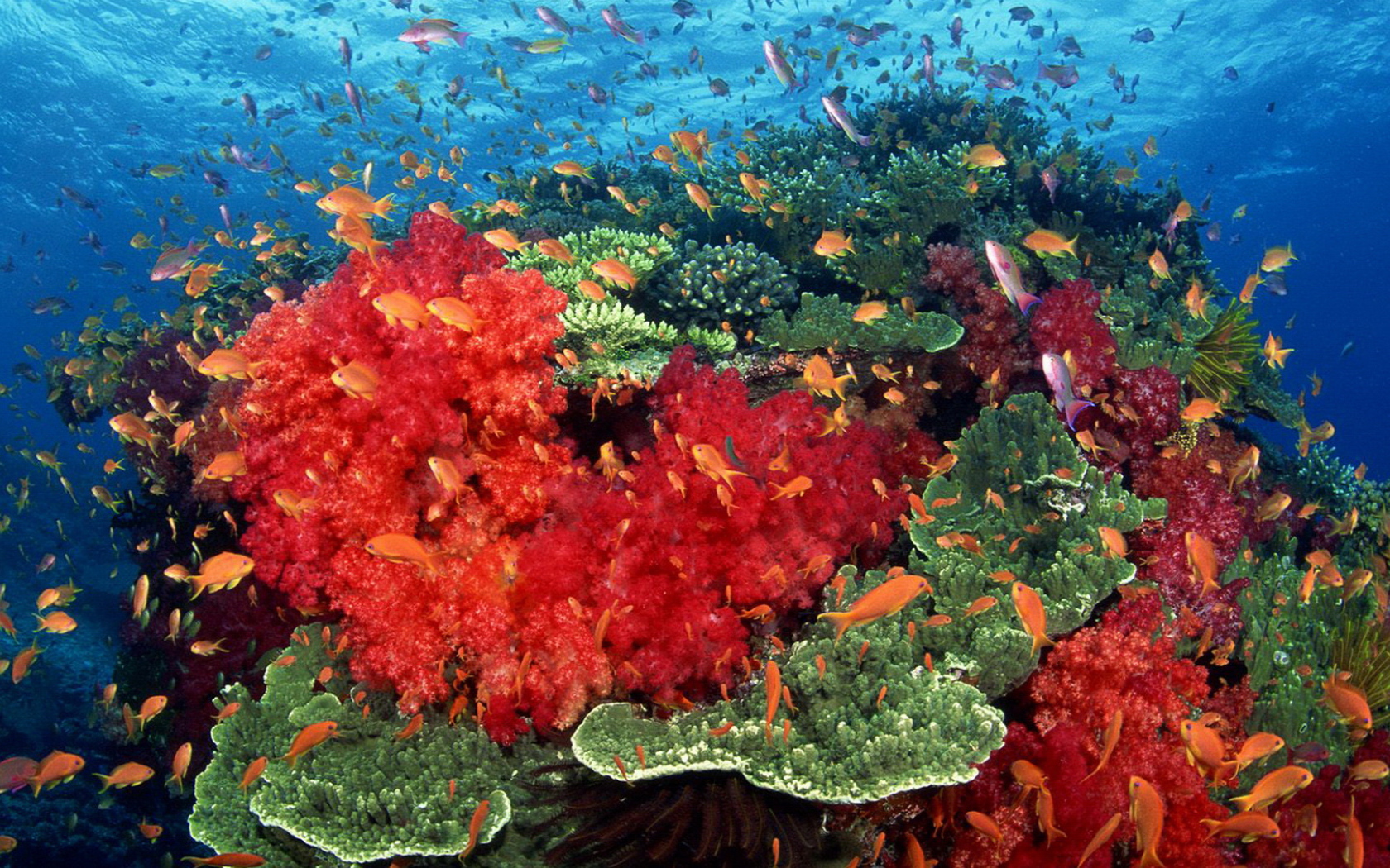 Красные кораллы