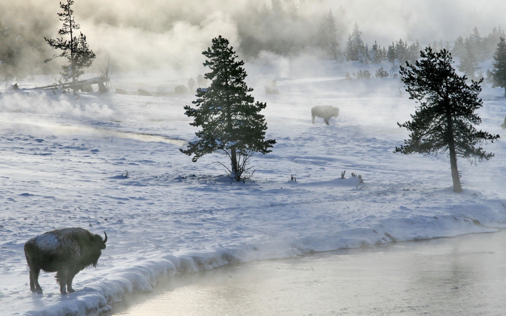 Бизоны пасутся на снегу