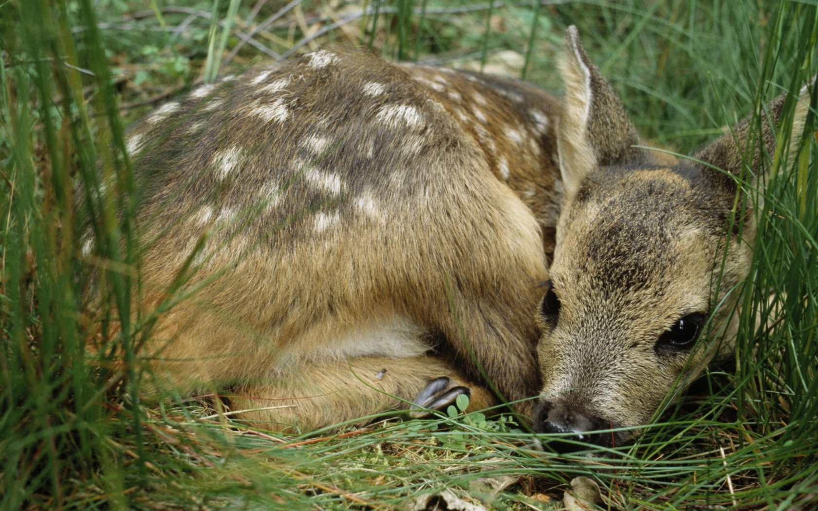 Олененок лежит в траве