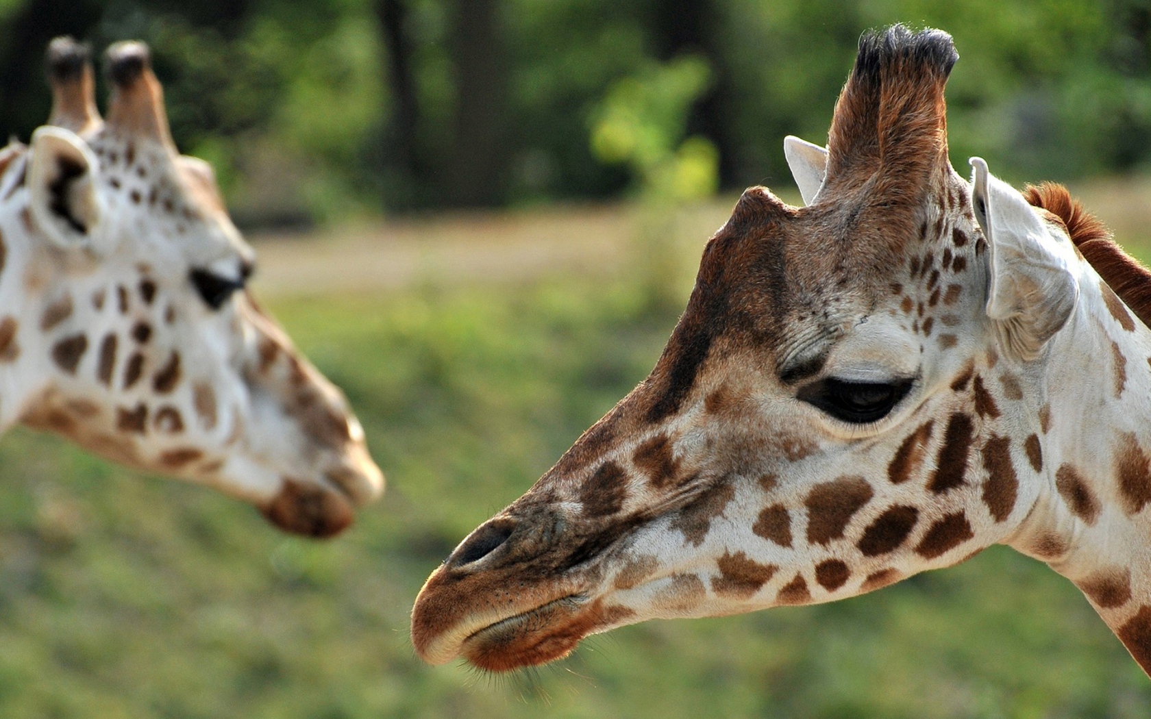 Портрет Жирафа