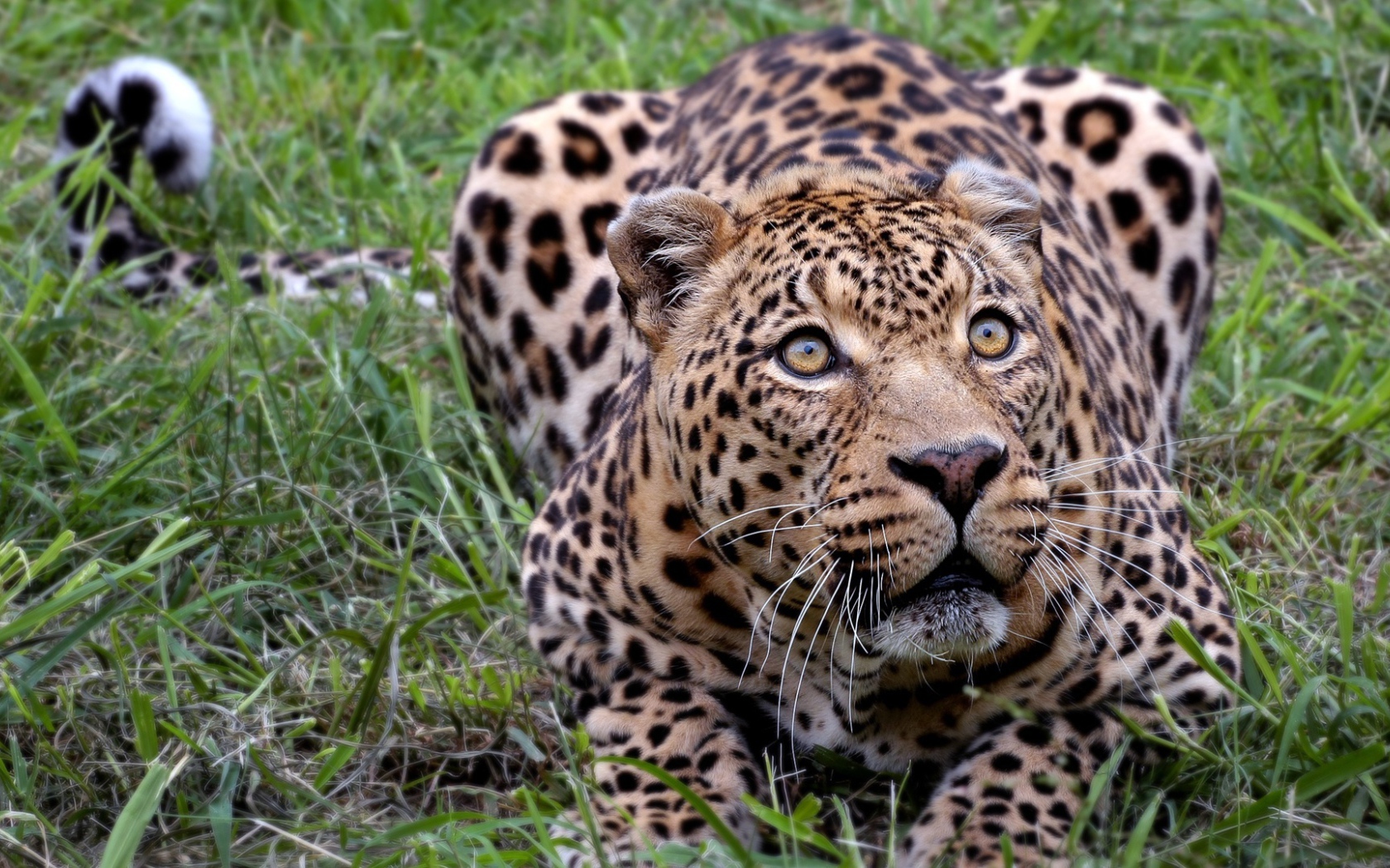 Африканский леопард