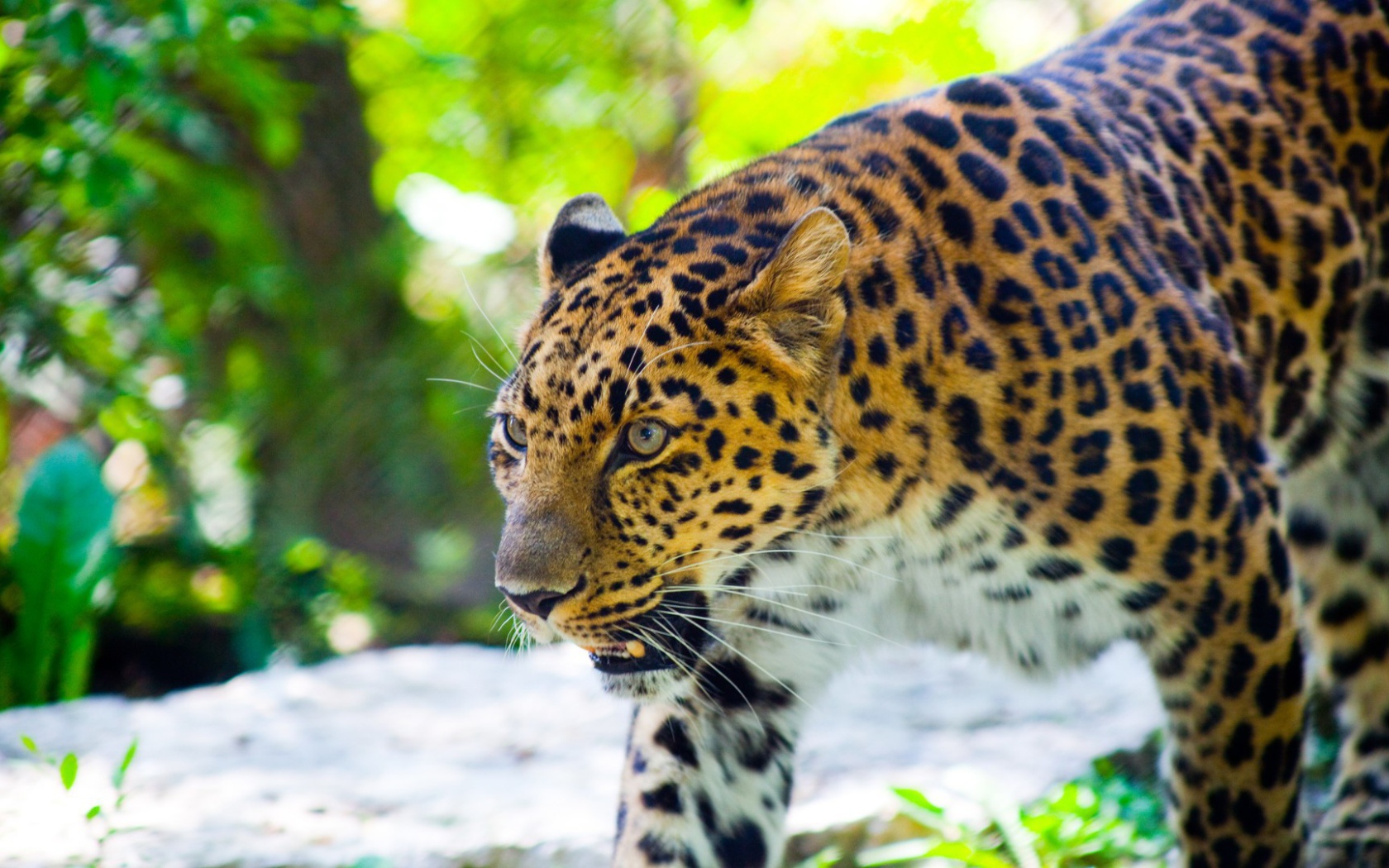 Злой леопард