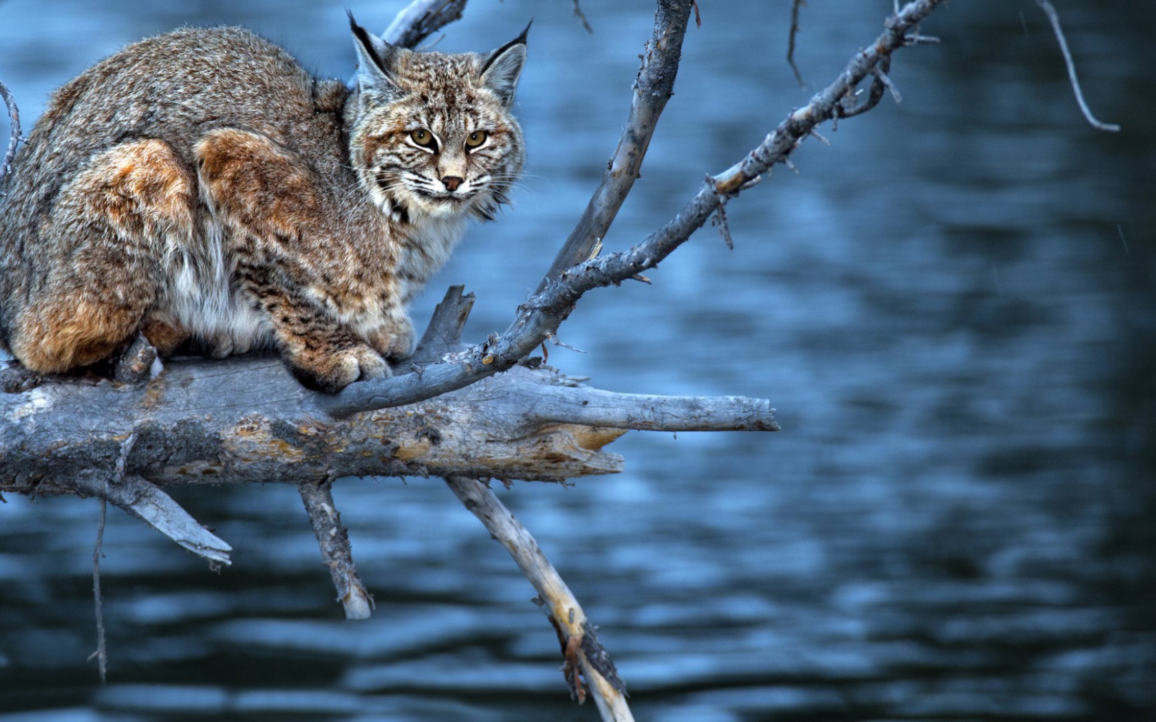 Леопард на сухой  ветке