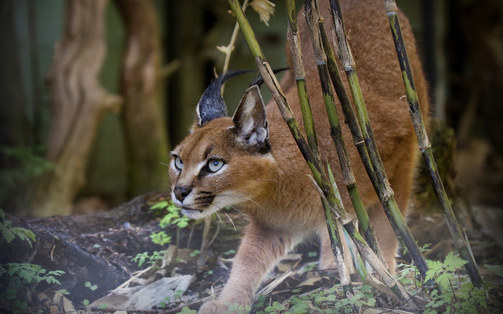 Рысь на охоте