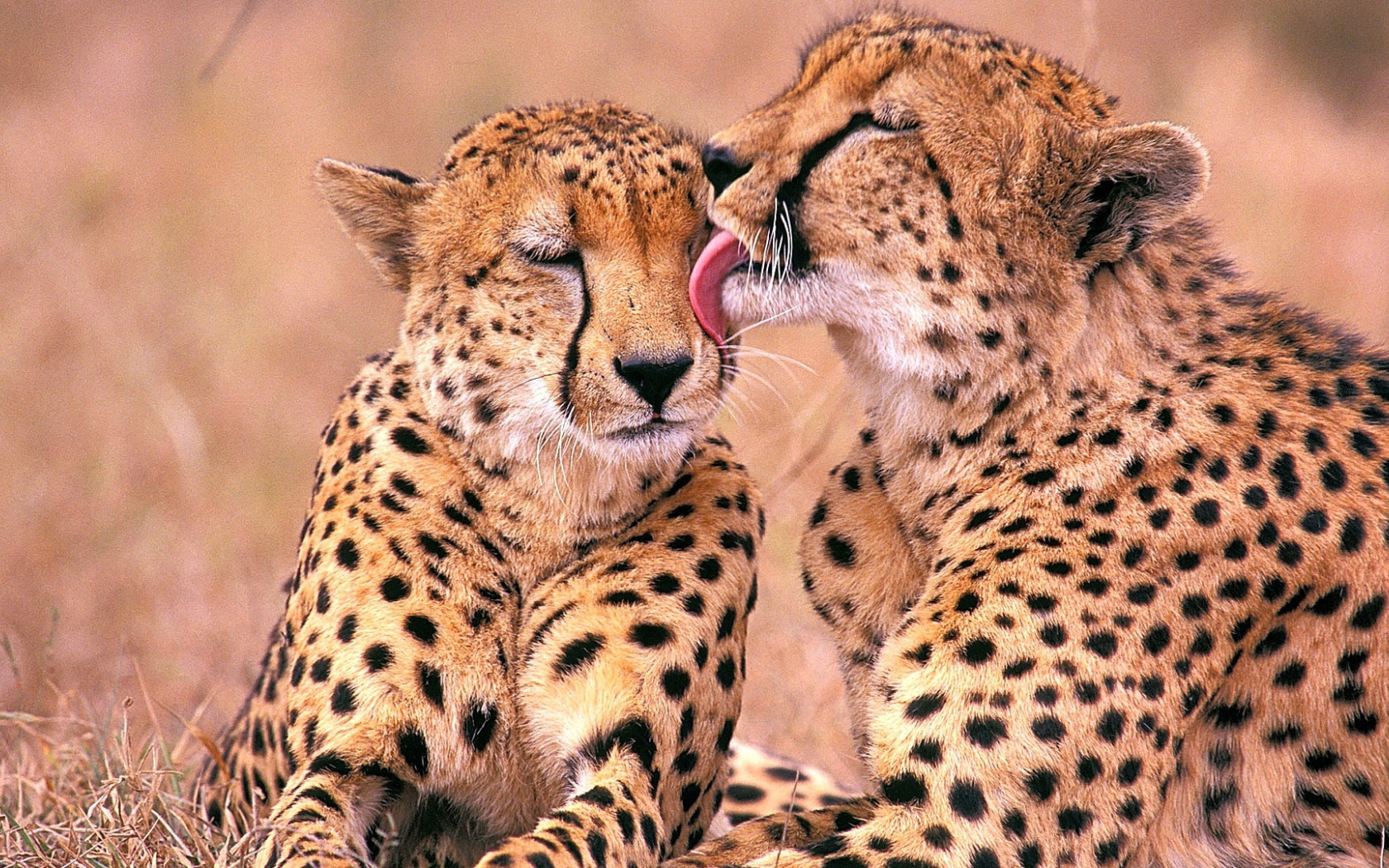 Южно-Африканские гепарды