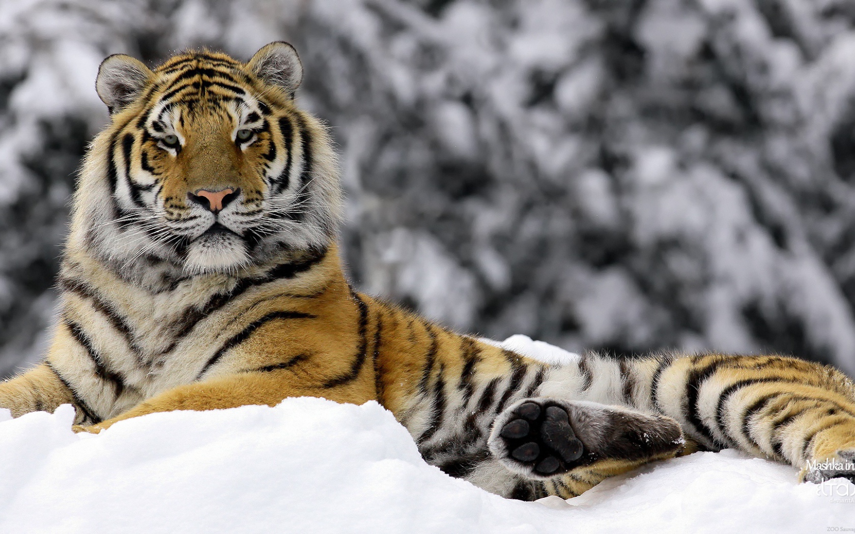 Тигр зимой 