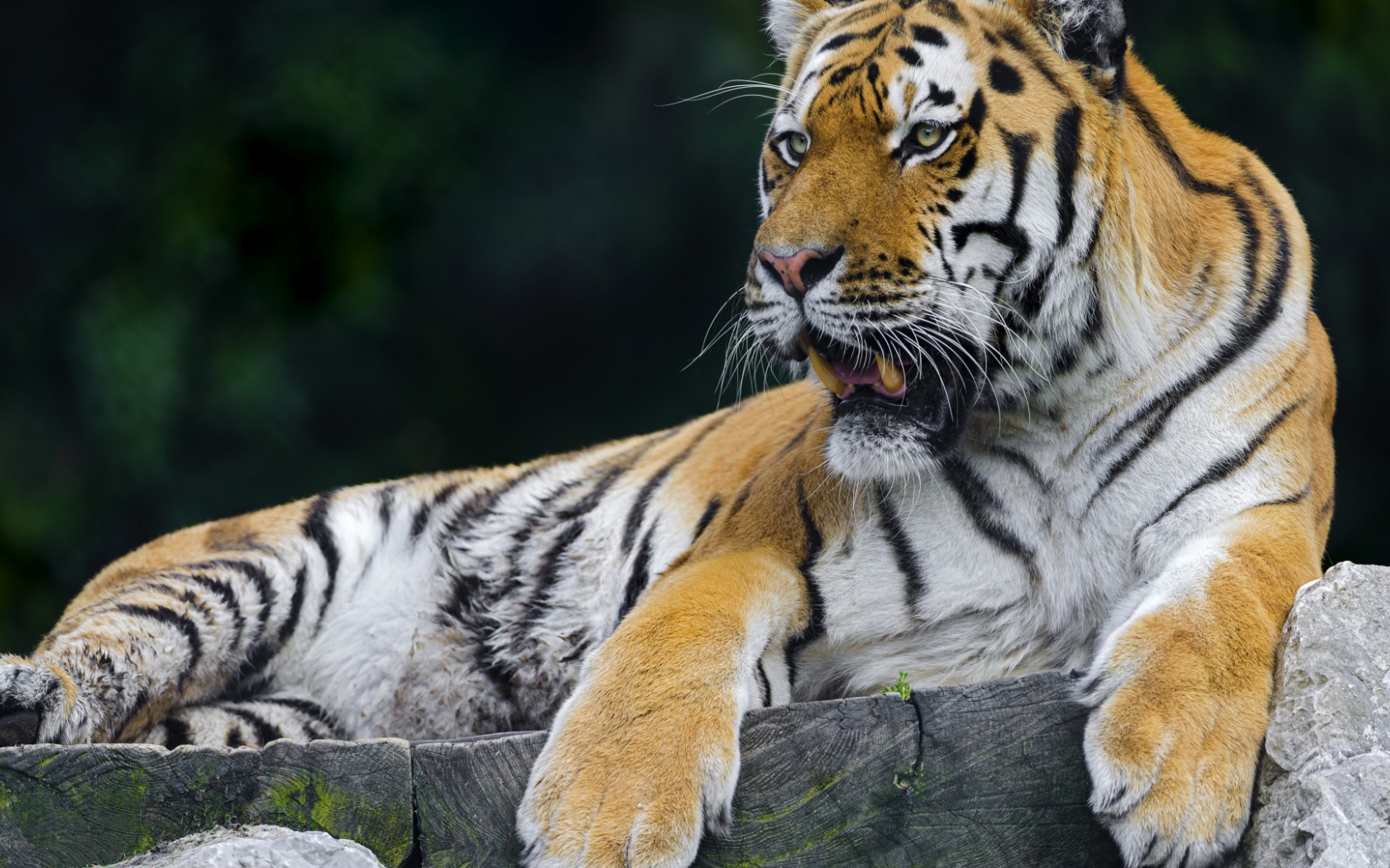 Тигр отдыхает на помосте