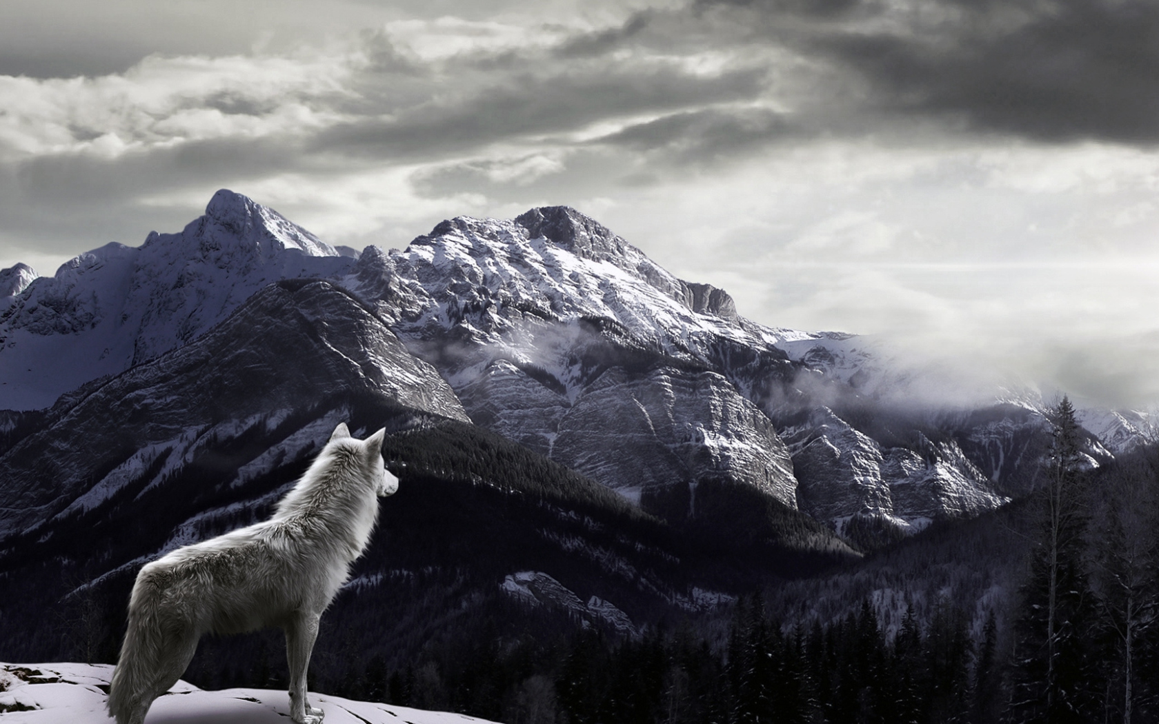 Волк в горах