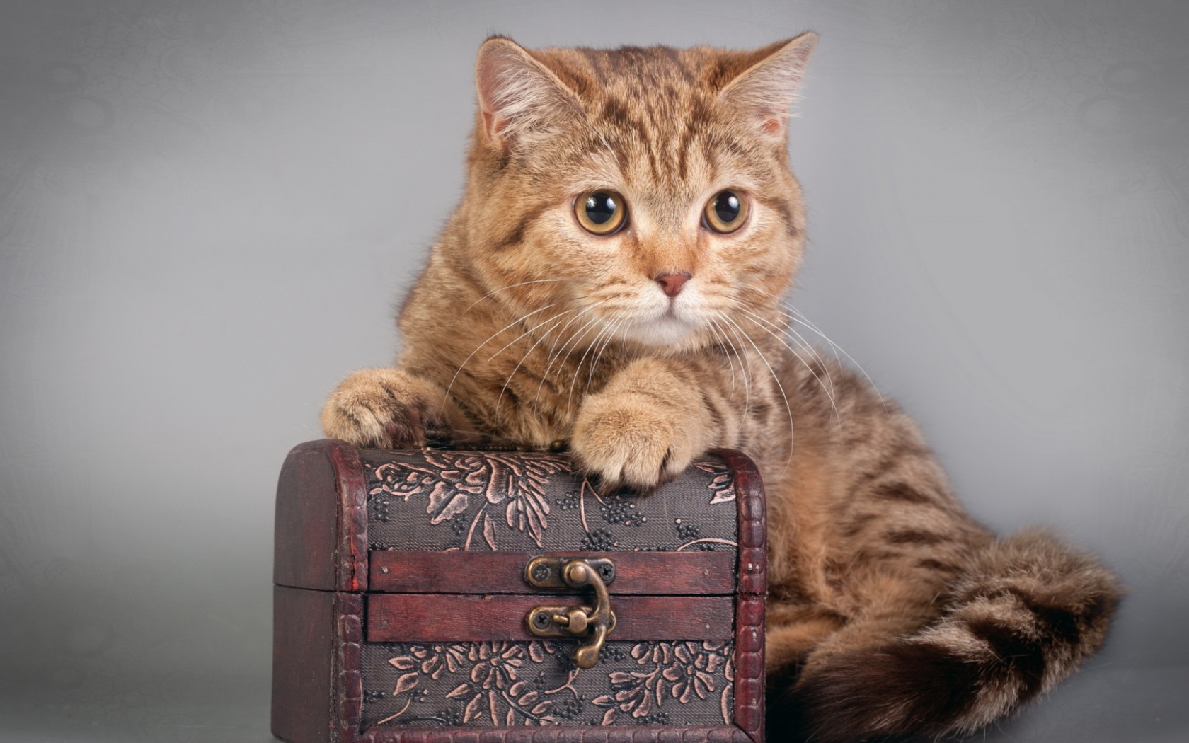 Шкатулка и котёнок