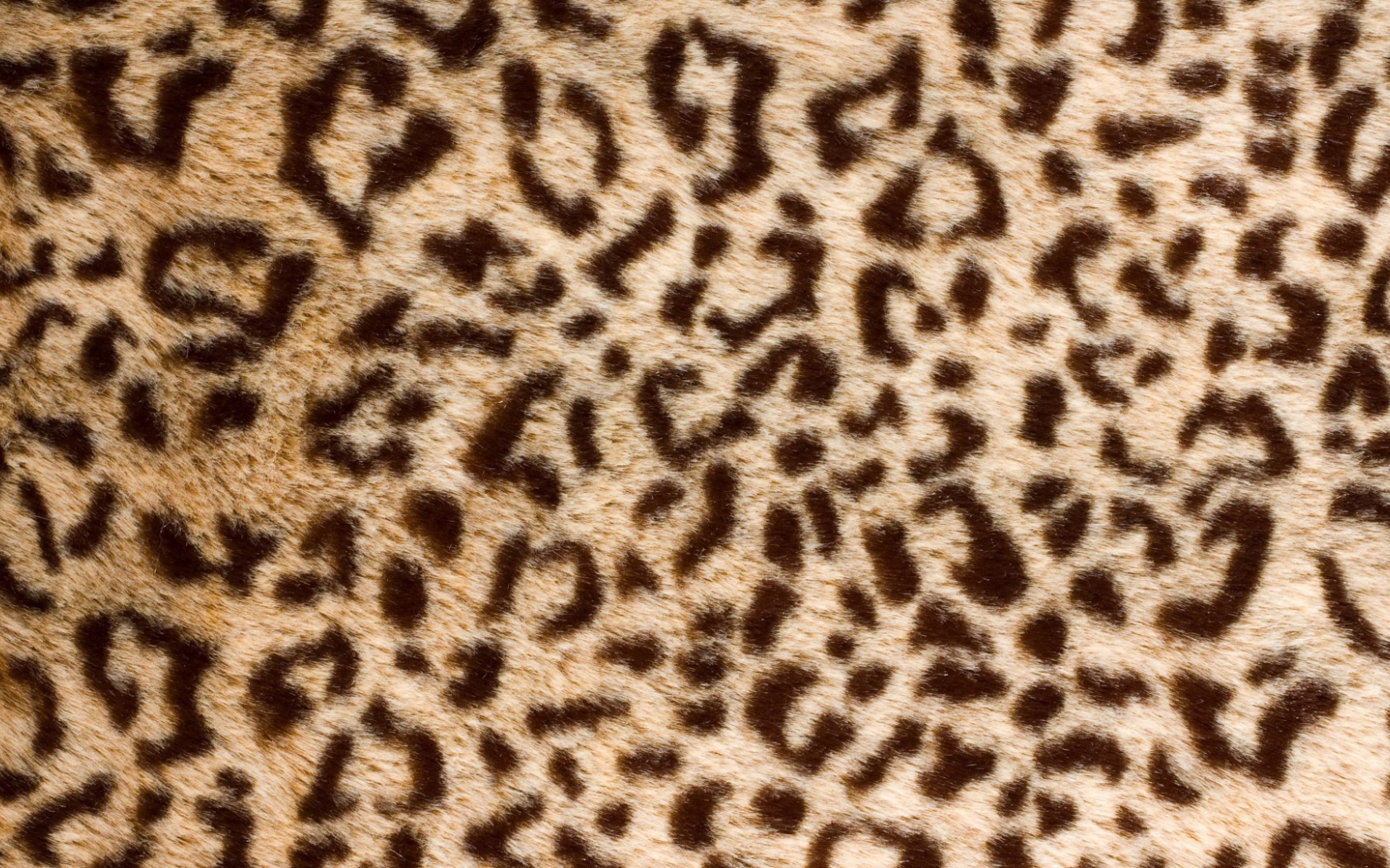 Банальный леопард