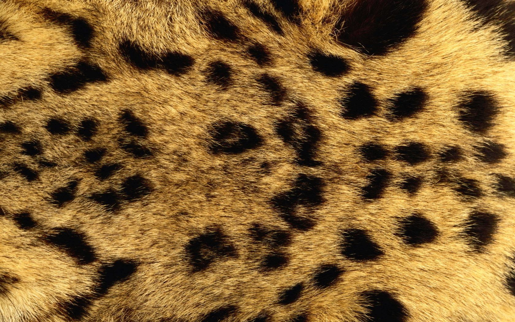 Мех леопарда