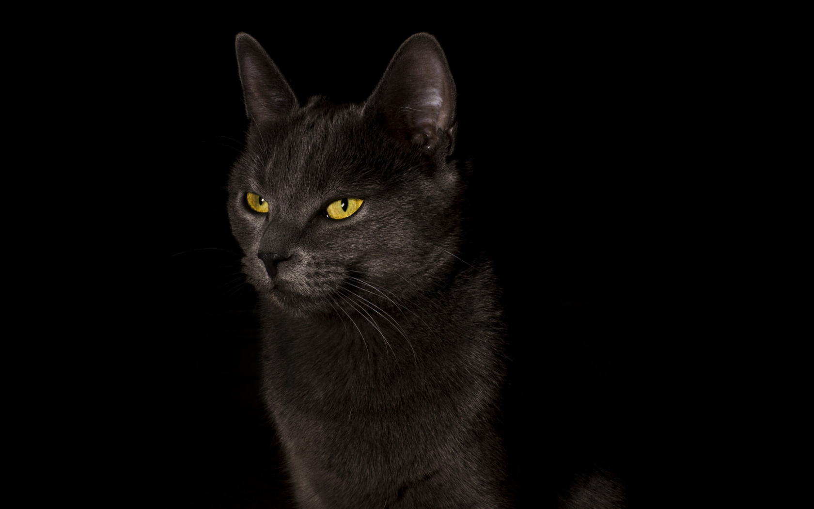 Желтоглазый черный кот на черном фоне