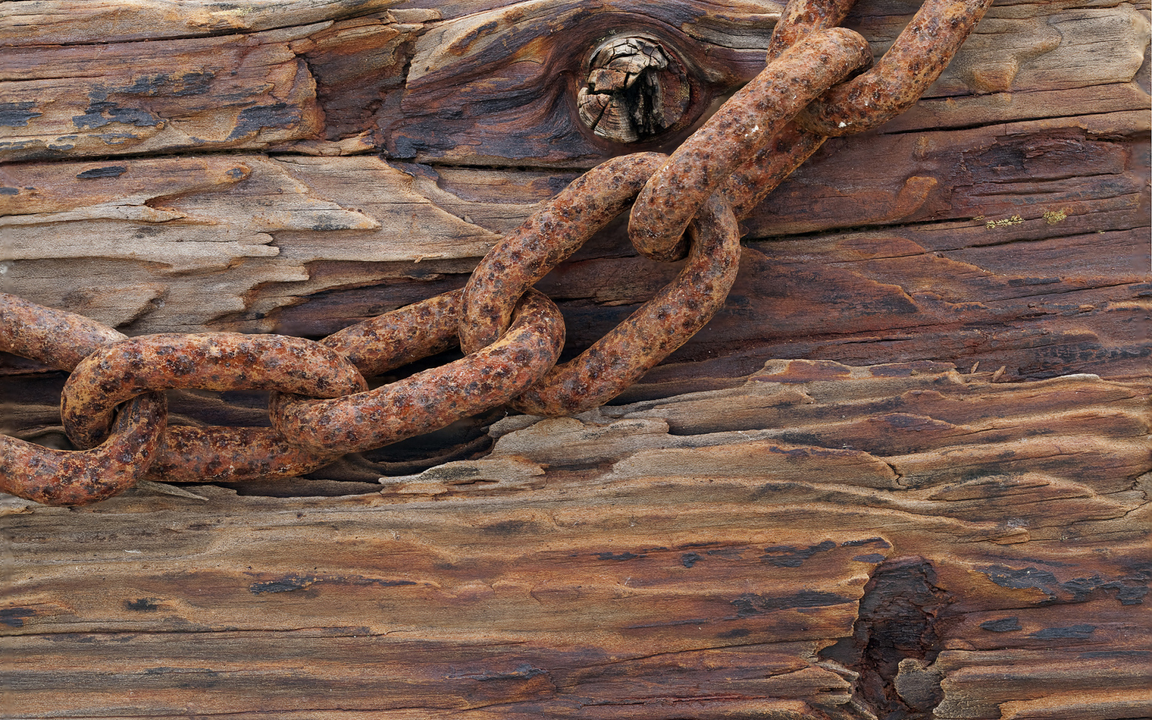 Ржавая цепь на старом дереве
