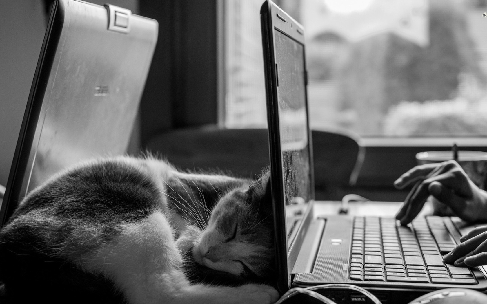 Кот спит у ноутбука HP