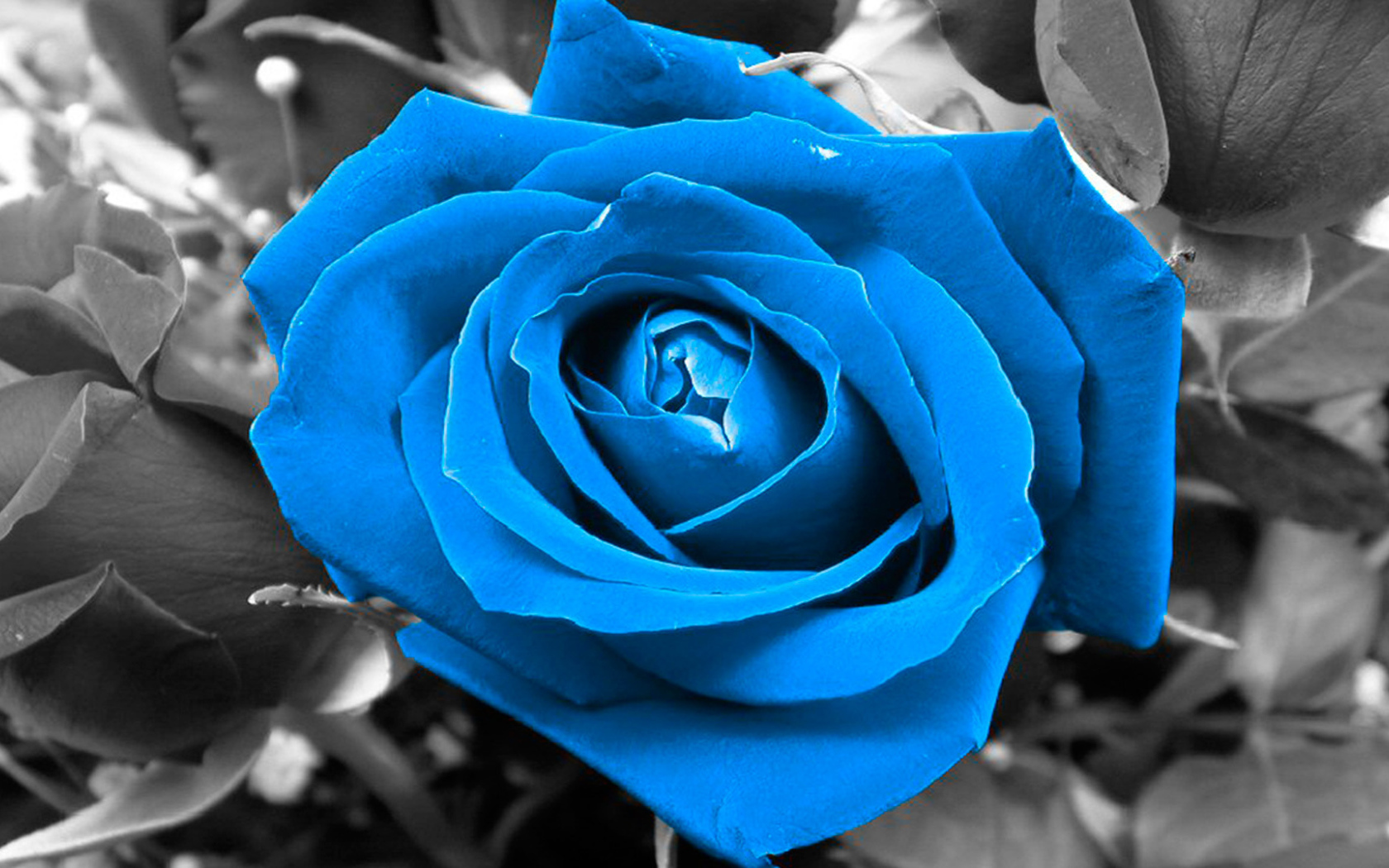 Синяя роза на чёрно-белом фоне