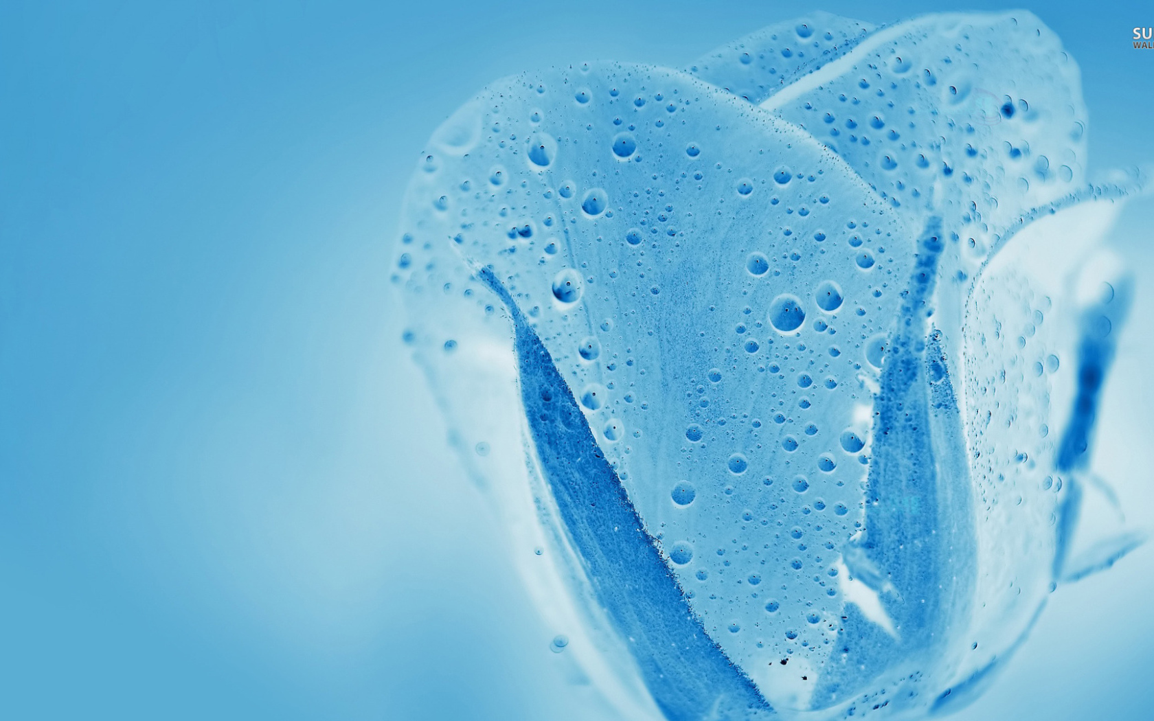 Синяя водяная роза