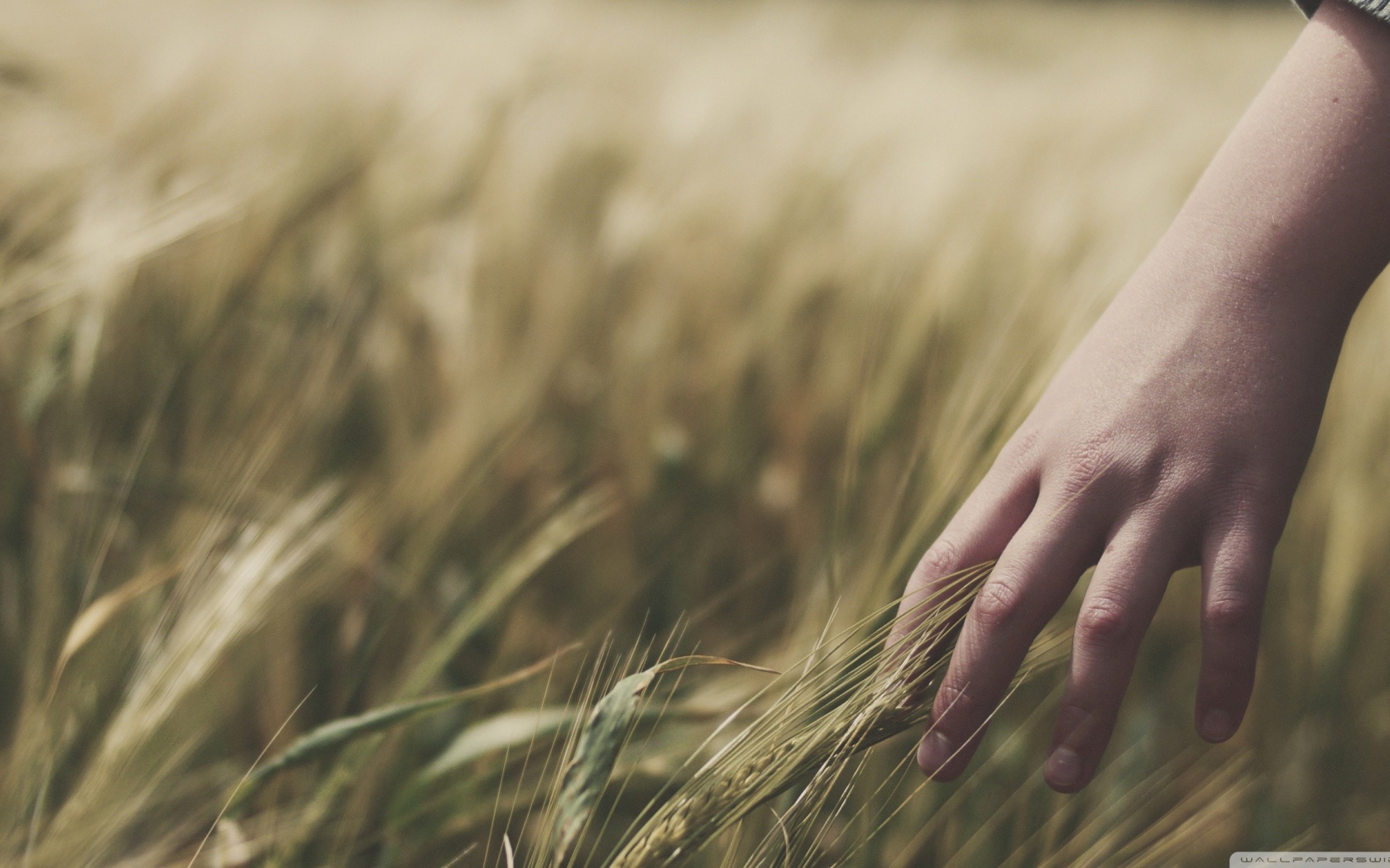 Колосья пшеницы в руке