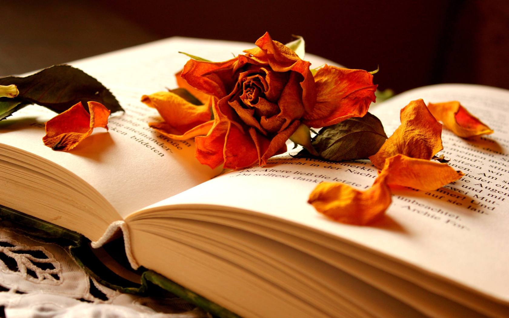 	   Dried rose on the book