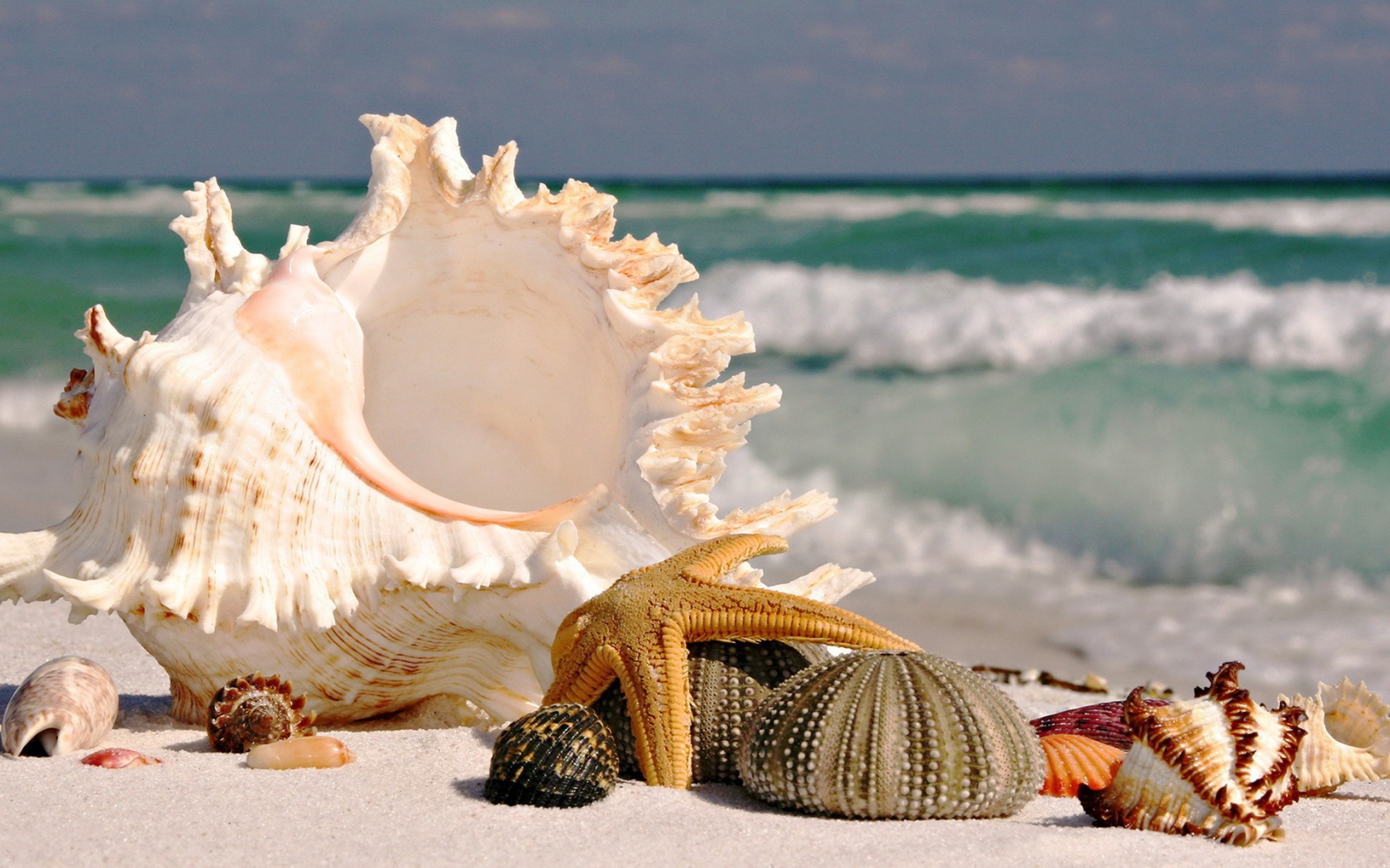 	   Sea shells