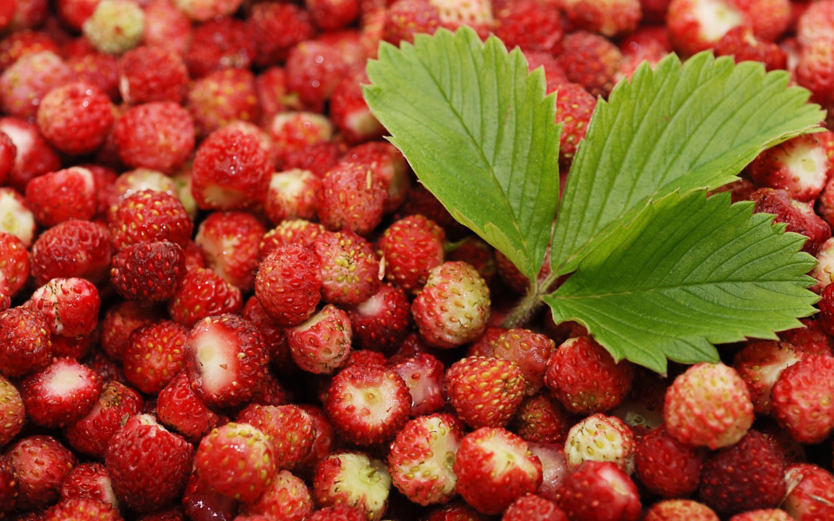 Лесная земляника