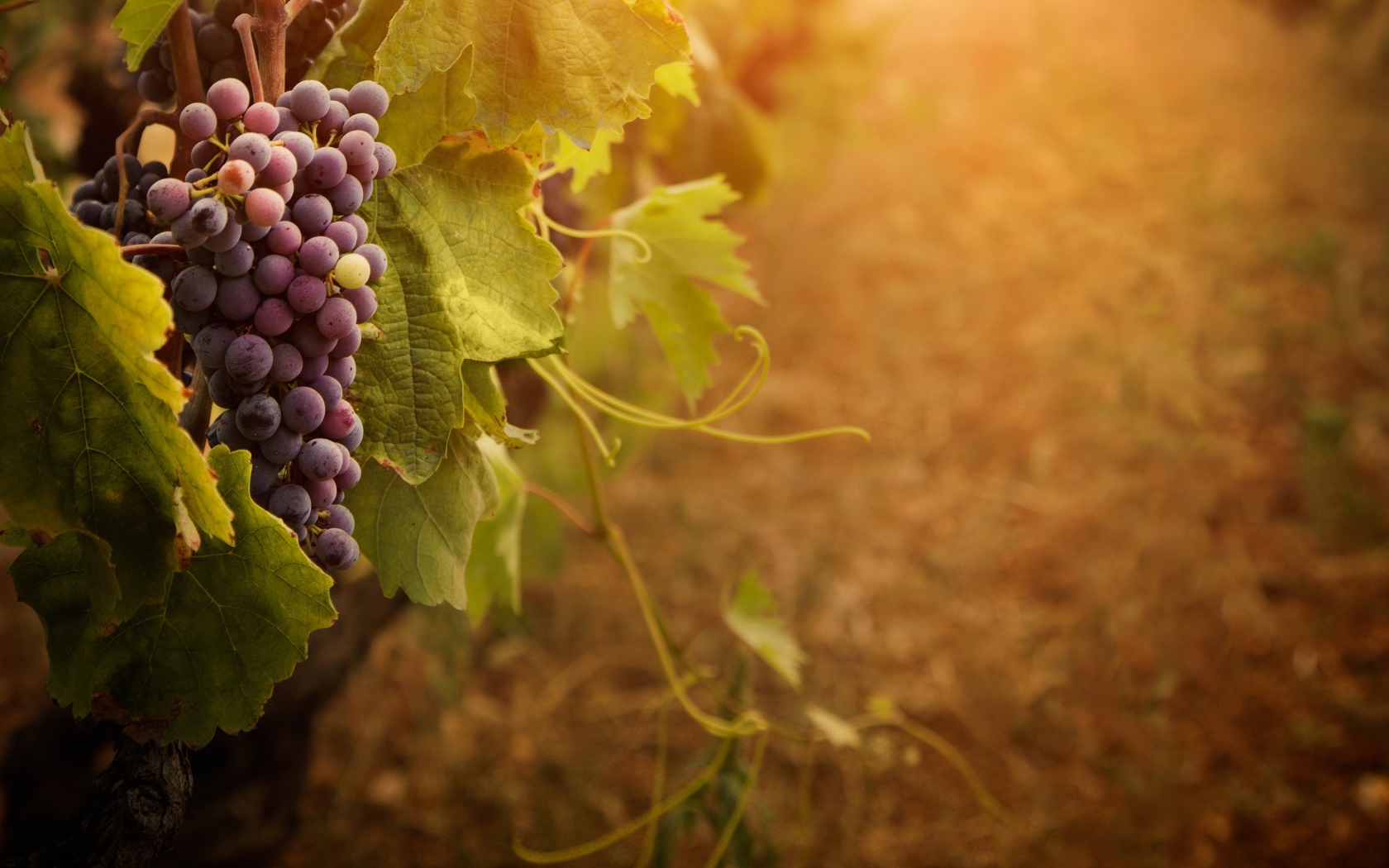 Гроздь винограда на ветке