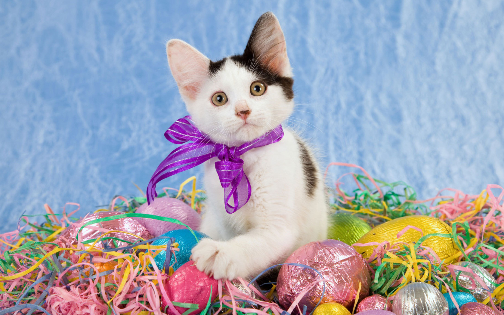 Котенок среди яиц на Пасху