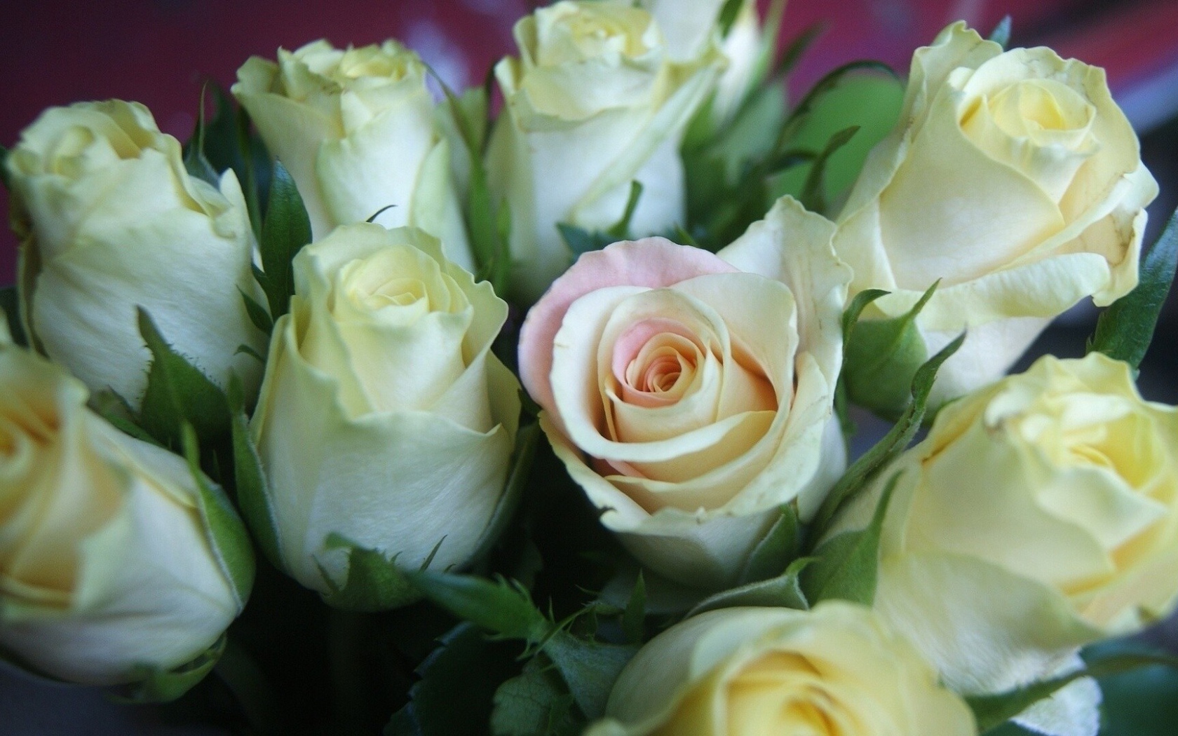 Красивые белые розы для женщин