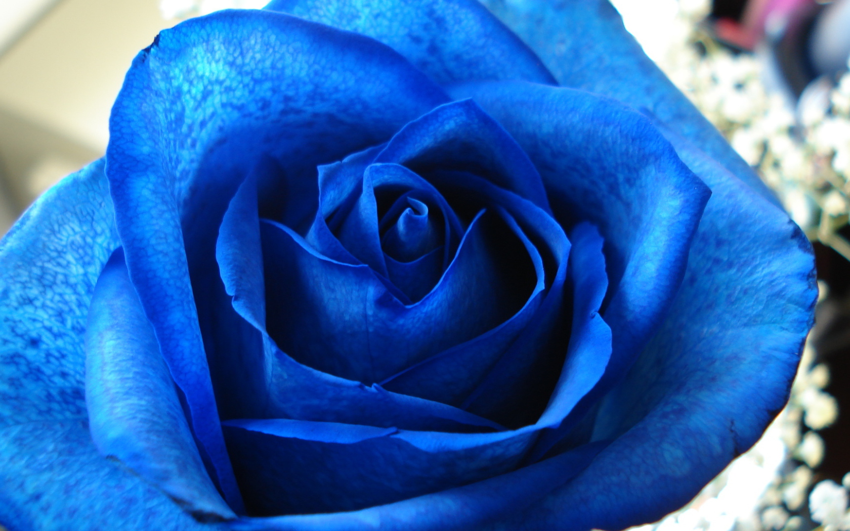 Синяя роза в подарок на восьмое марта