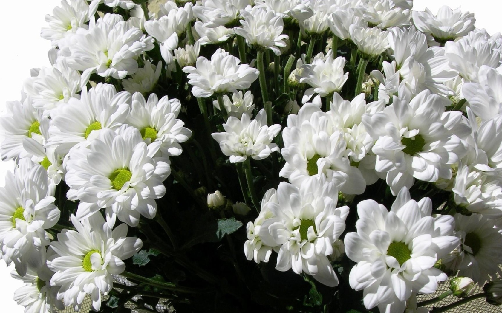 Букет из белых хризантем на восьмое марта