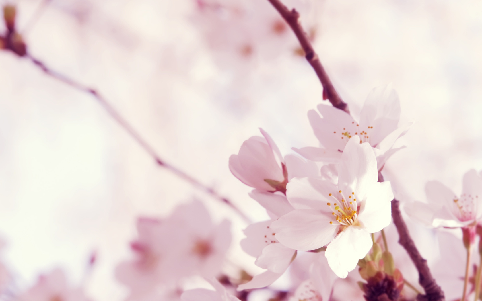 Цветок сакуры на 8 марта