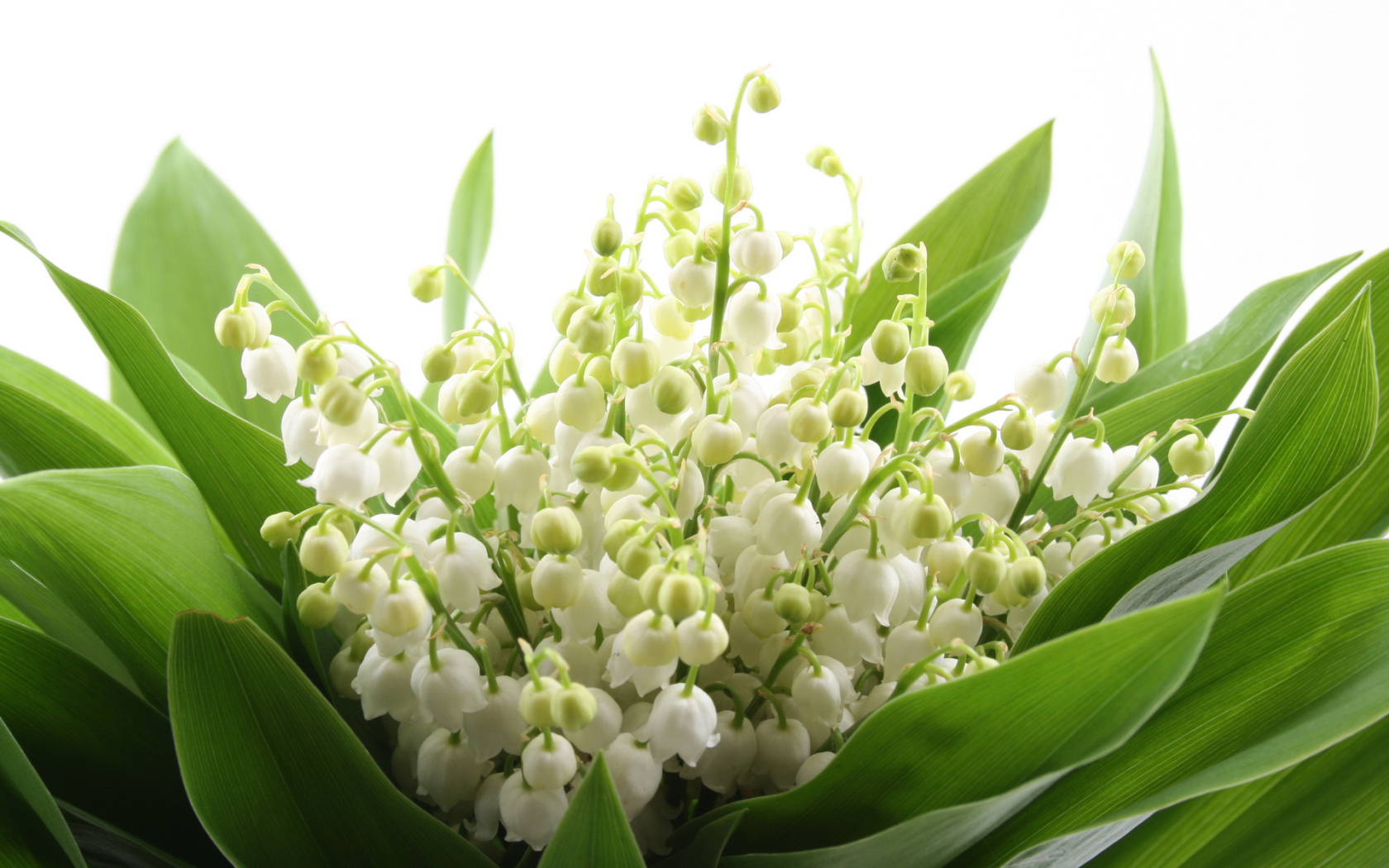 Ландыши на 8 марта