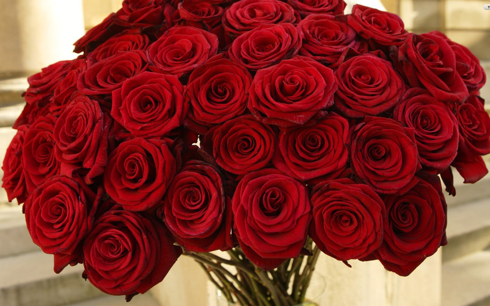 Букет роз к 8 марту. Роскошные цветы. Шикарный букет цветов. Шикарные цветы. Букет роз.