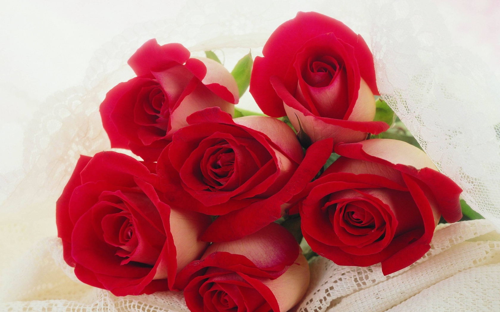 Красные розы на 8 марта для любимой