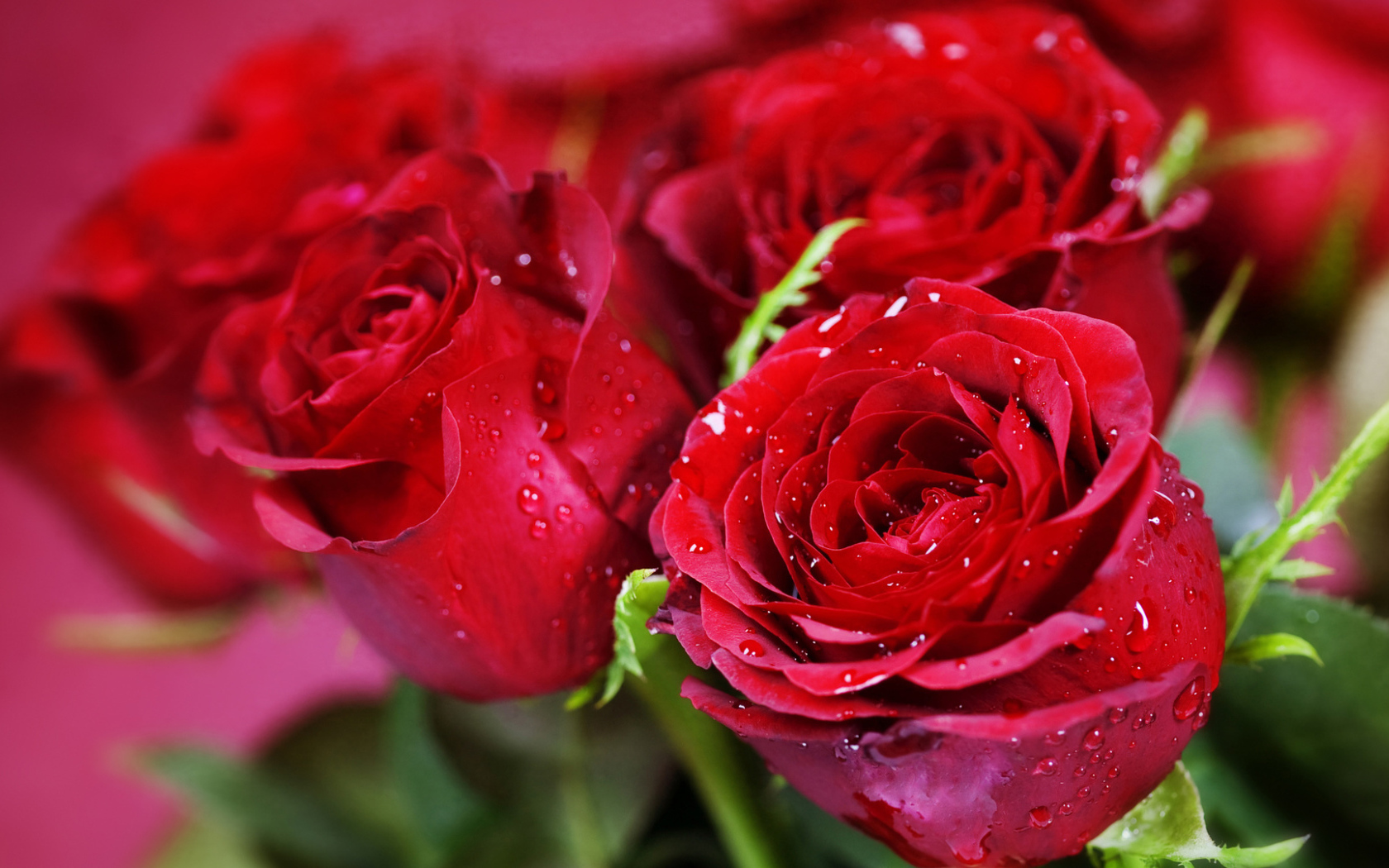 Красные розы на розовом фоне на восьмое марта