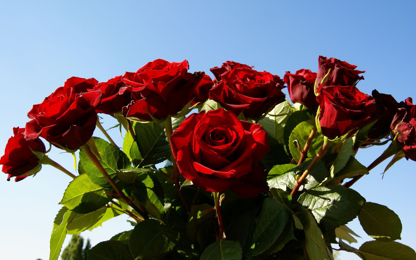 Красные розы на 8 марта на фоне неба
