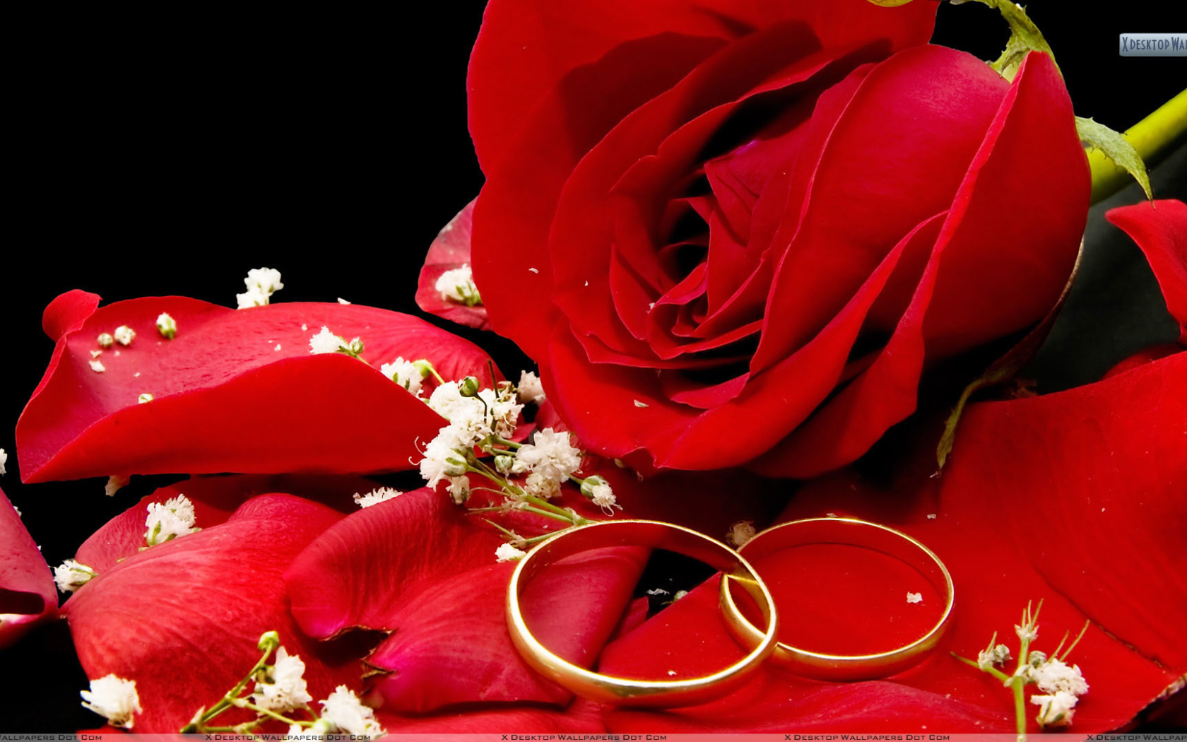 Красная роза и свадебные кольца на чёрном фоне