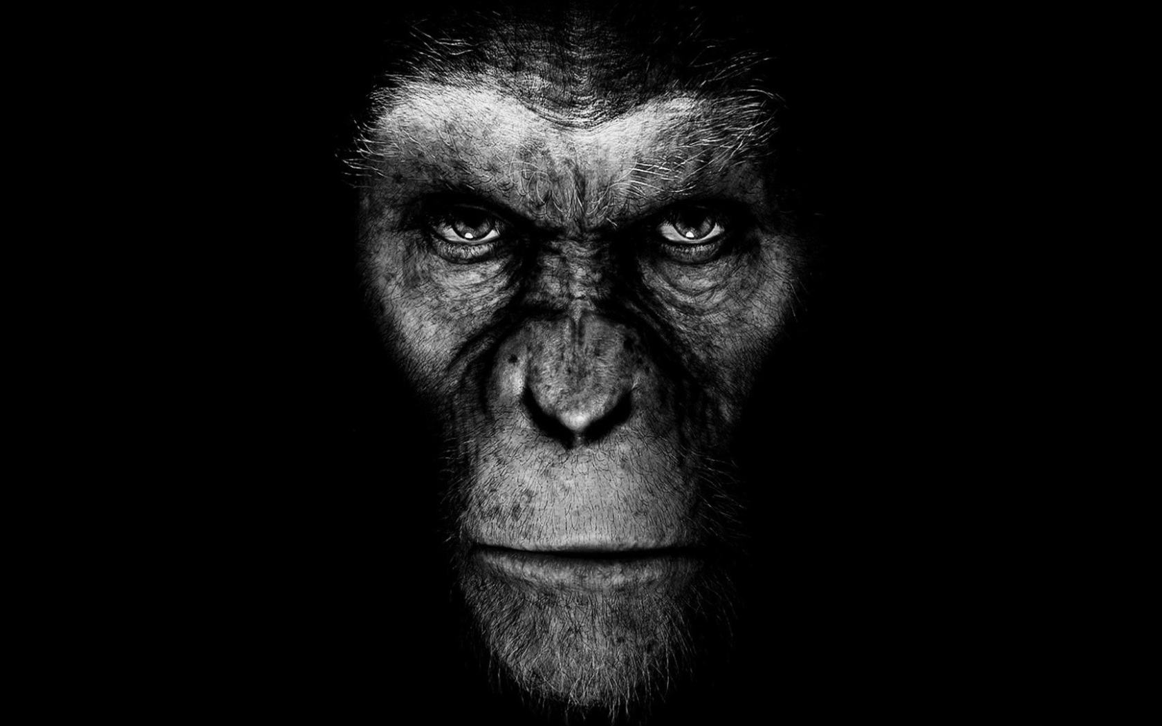 Момент из фильма Планета обезьян Революция