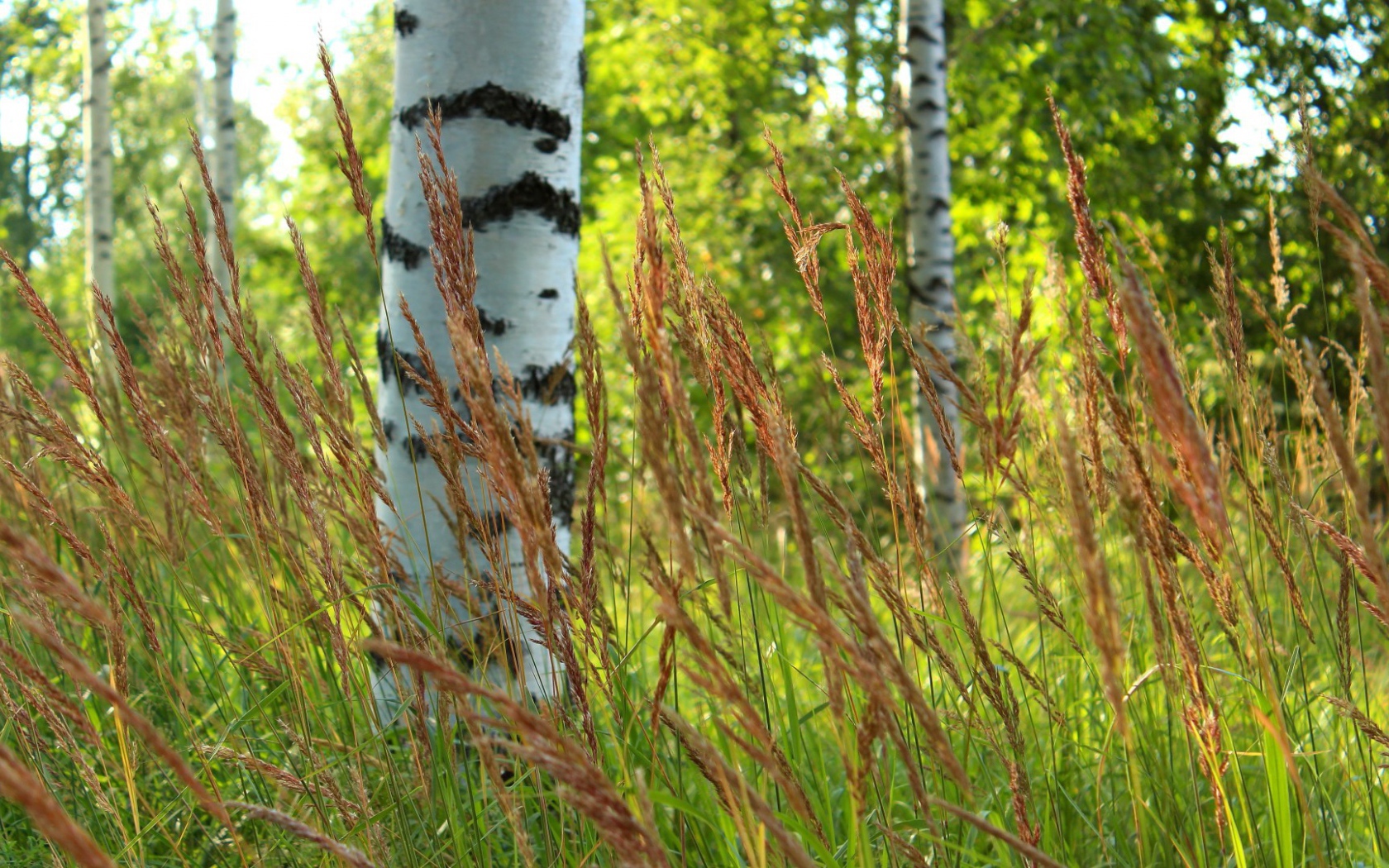 Березы в роще