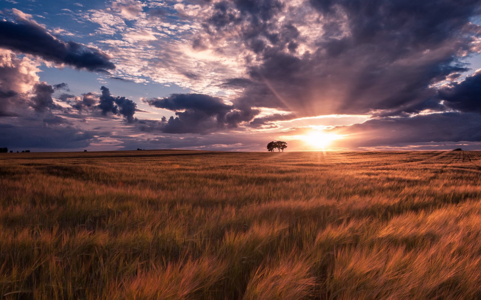 Ковыль под тучами
