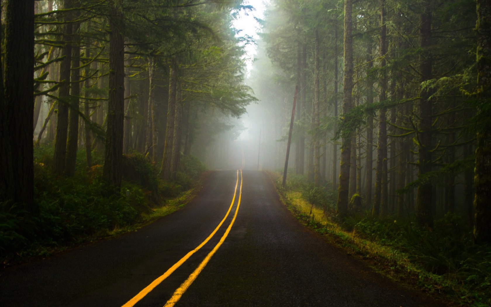 Туман в лесу