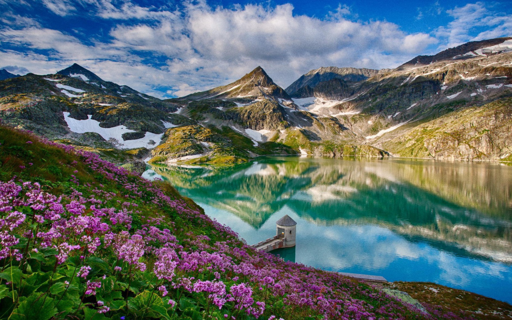 Cиреневые цветы