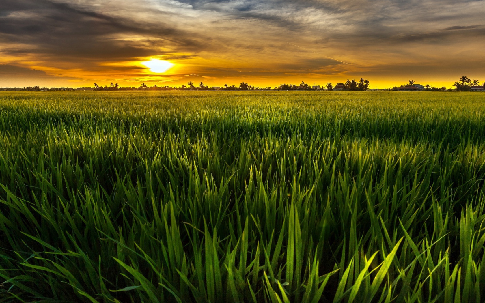 Cочная растительность