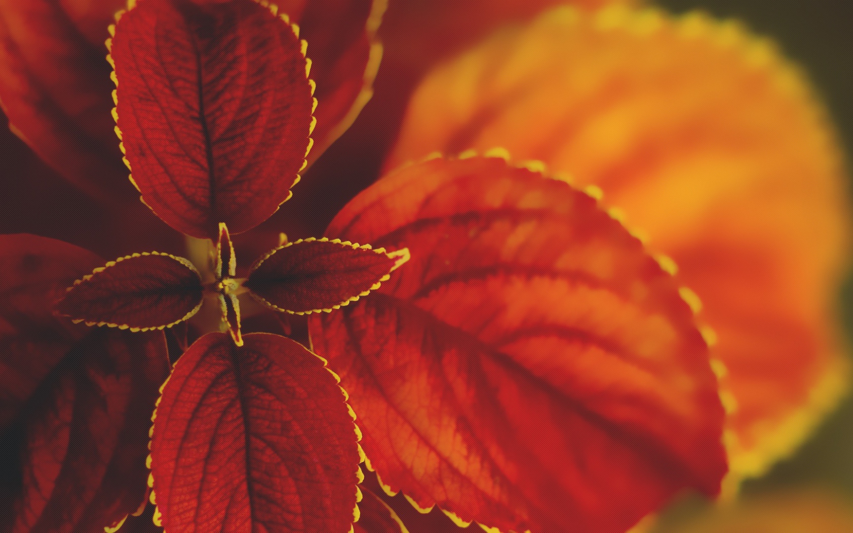 Макро природа