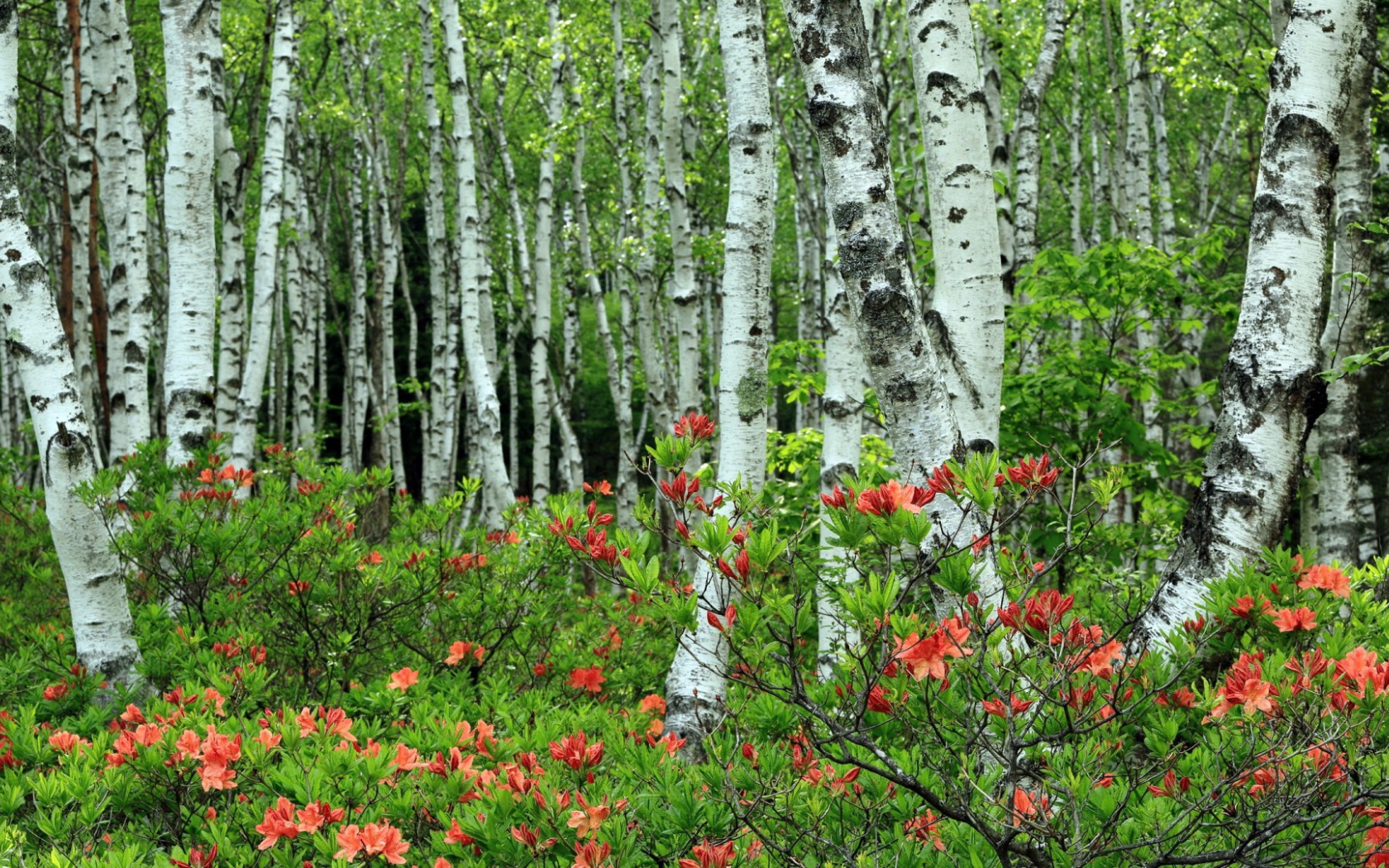Берёзы среди розовых листъев