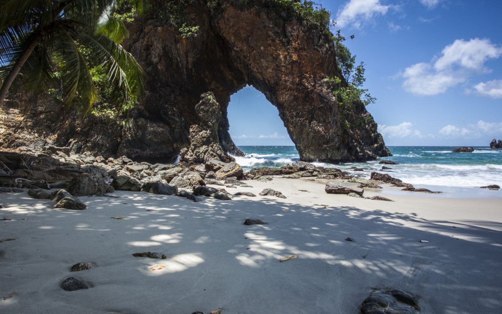 Cкала и дерево