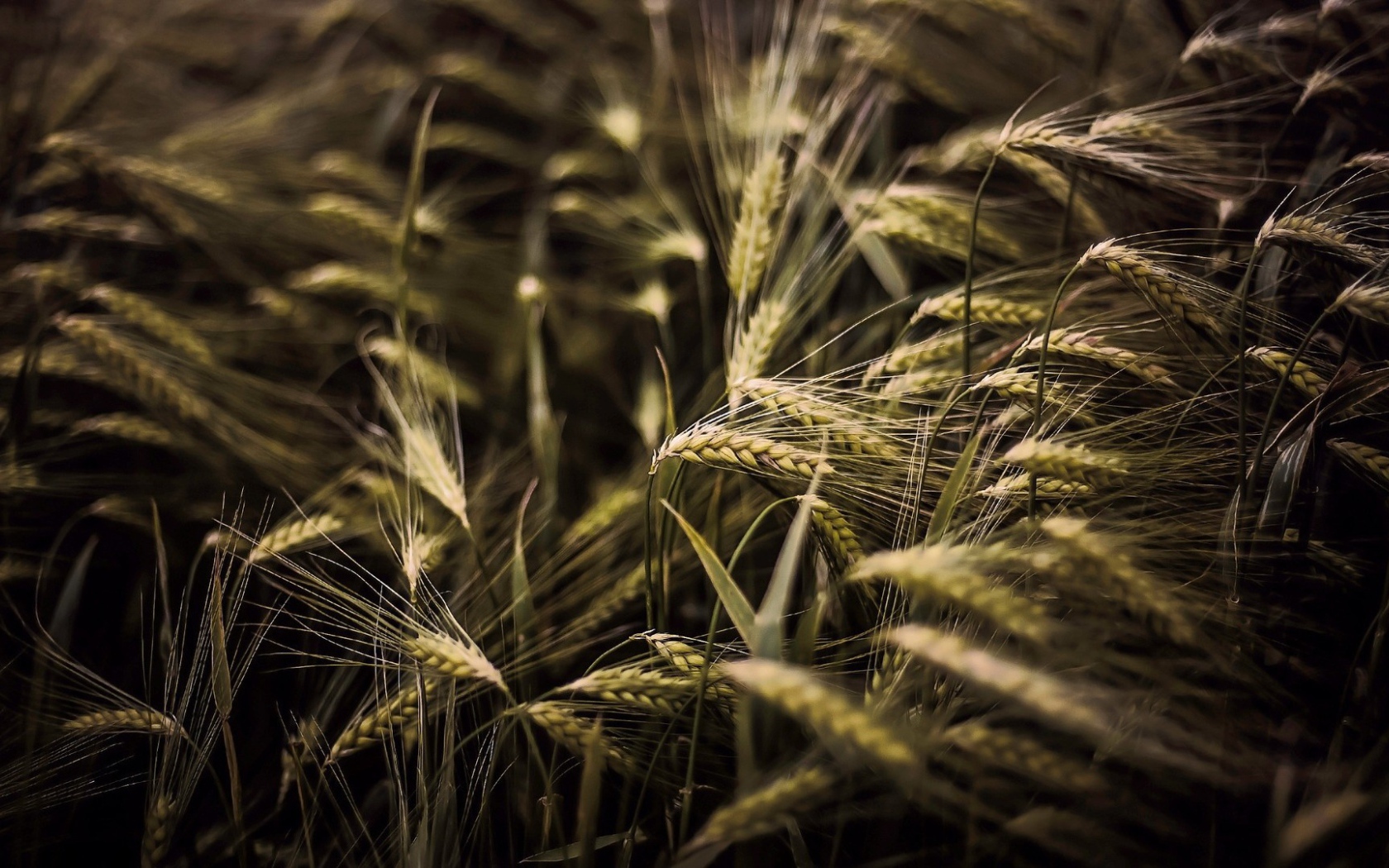 Kолоски просто