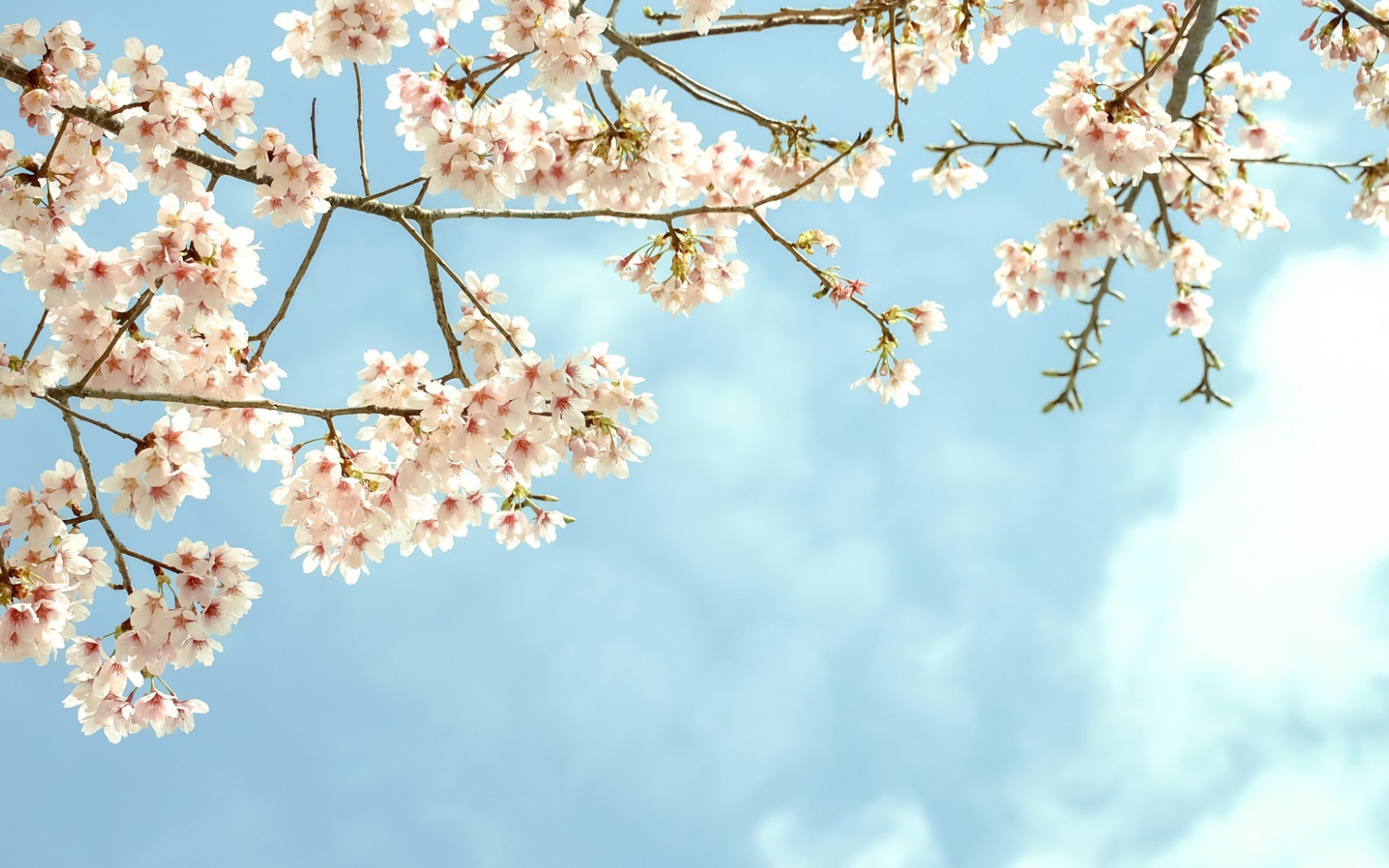 Весенние цветы